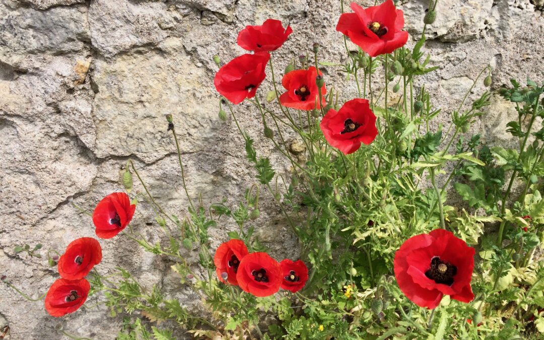 L’appel des coquelicots, pour l’interdiction de tous les pesticides